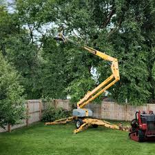 How Our Tree Care Process Works  in  Turtle Creek, PA